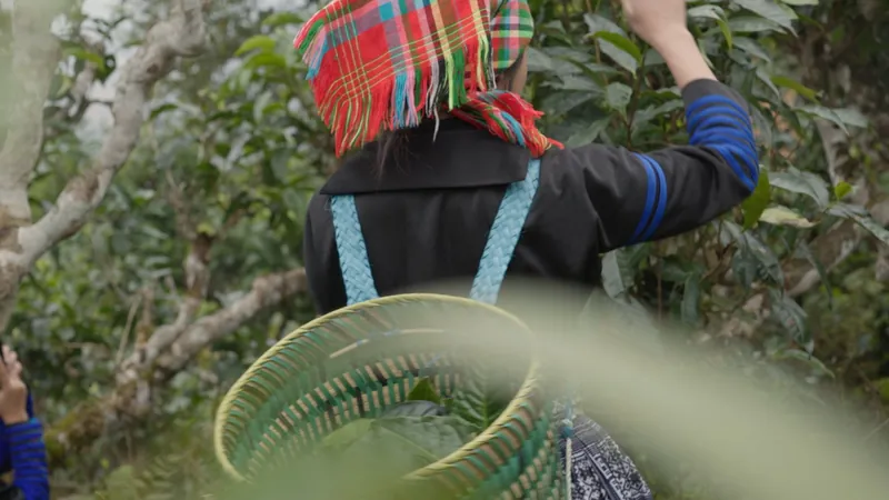 On location · harvest to cup