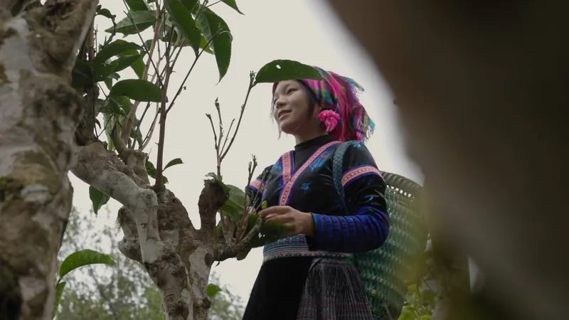 On location · harvest to cup
