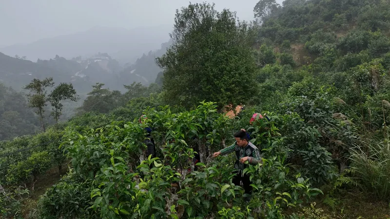 On location · harvest to cup